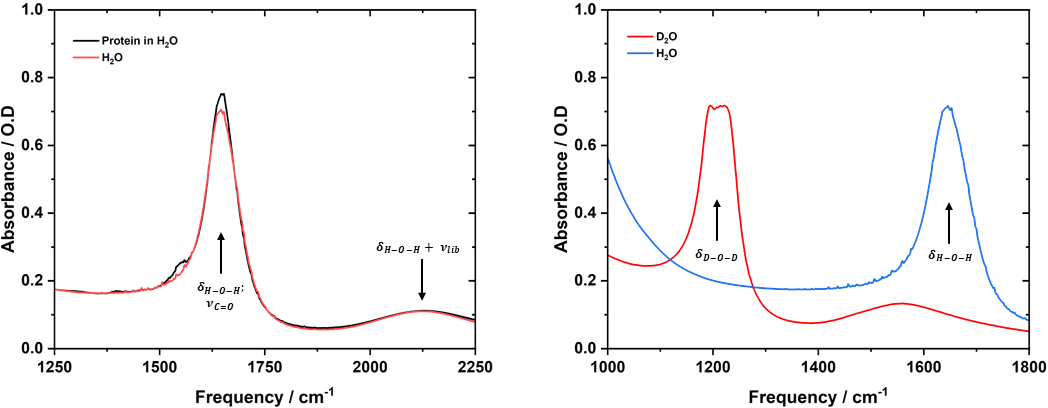 Left side: Absorption spectra of a protein solution in water. The water absorption band ẟH-O-H is depicted in black. Right side: The D2O absorption band, equivalent to ẟH-O-H, is located at approximately 1200 cm-1, far away from the protein amide I absorption band at 1650 cm-1.7 