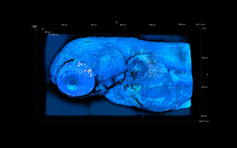 Multimodal 3D imaging of live zebrafish at 1300 nm 3P excitation using a CRONUS-3P femtosecond laser source.