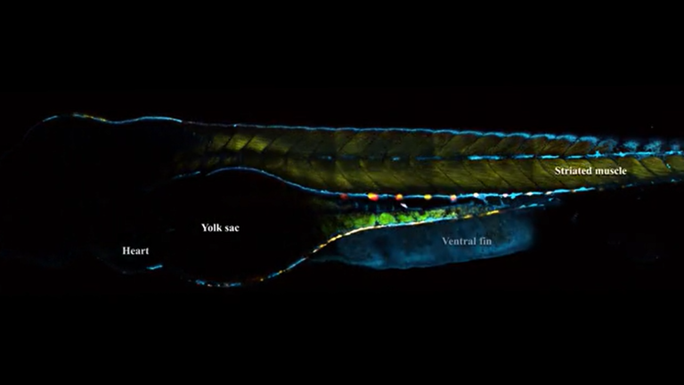 Multimodal 3D imaging of live zebrafish at 1300 nm 3P excitation using a CRONUS-3P femtosecond laser source.