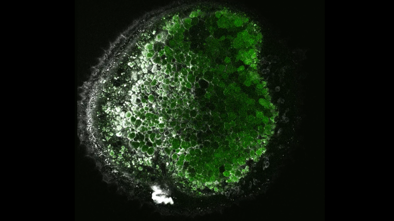 Multimodal 3D imaging of a live zebrafish yolk sac at 1300 nm 3P excitation using a CRONUS-3P femtosecond laser source. Detected channels: 3PEF (green) and trans THG (white).