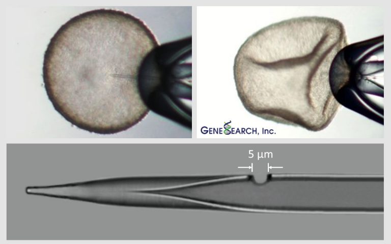 Glass needle with 5 µm biopsy port drilled