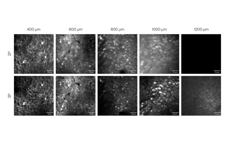 Comparison of in vivo 2P and 3P calcium imaging of mouse visual cortex GCaMP neurons on a Thorlabs Bergamo II microscope using Spark ALCOR 920 (2P) and Light Conversion CRONUS-3P (3P) lasers at 920 nm and 1300 nm, respectively.