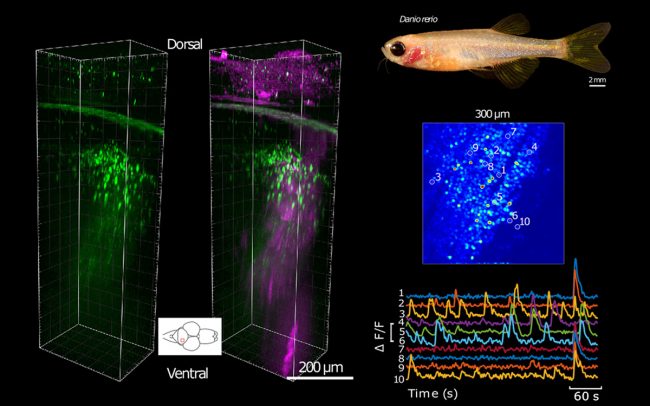 使用 OEM OPA（ORPHEUS-F 规格参数）对斑马鱼进行功能性三光子神经成像
