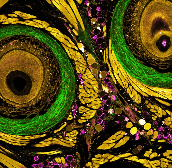 The microenvironment of an intact mouse whisker pad, revealed through multiplex label-free nonlinear microscopy using CRONUS-3P, illuminated at 1300 nm.